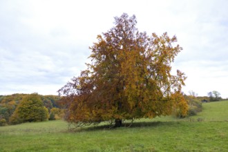 Autumn tree with colorful foliage on a green meadow under slightly cloudy sky, Beech, Swabian Alb