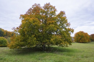 Tree with autumn leaves in a meadow, grey sky in the background, beech, Swabian Alb Biosphere