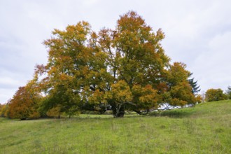 Large tree with autumn leaves in a meadow under cloudy sky, Beech, Swabian Alb Biosphere Reserve,