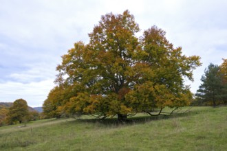 Autumn tree with colorful leaves in a meadow in a rural landscape, beech, Swabian Alb Biosphere