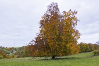 Autumn tree with colorful leaves on a hill surrounded by meadow under cloudy sky, beech, Swabian