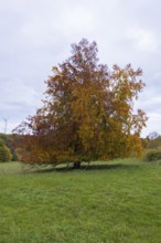 Autumn tree in a meadow, wind turbines and cloudy sky in the background, beech trees, Swabian Alb