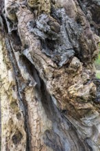 Detailed view of tree bark with accentuated wood structure and texture, beech, Swabian Alb