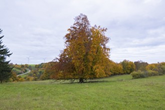 Colourful autumn leaves on a tree in a meadow under cloudy sky, Beech, Swabian Alb Biosphere