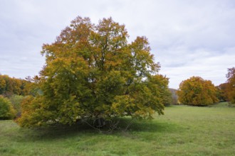Large tree with autumn leaves in a meadow, beech, Swabian Alb Biosphere Reserve, Baden-Württemberg,