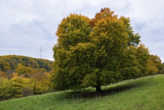 Large tree in autumn next to a wind turbine in a hilly landscape, beech, Swabian Alb Biosphere