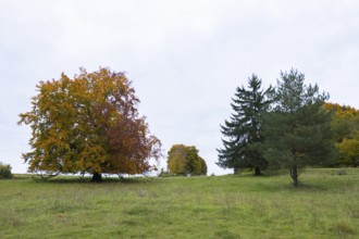 Autumn meadow with trees under cloudy sky, beeches, firs, Swabian Alb Biosphere Reserve,