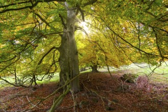 Sunrays break through the canopy in autumn forest, Beech, Swabian Alb Biosphere Reserve,