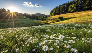 A sunlit meadow with daisies against a forest backdrop under a blue sky, Late summer country