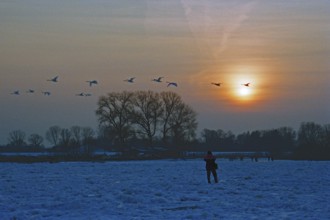 People walk across ice rink, sunset, swarm of swans flying by, frozen Elbe, Bleckede, Lower Saxony,