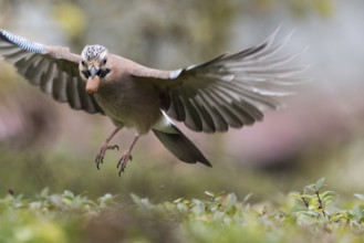 A jay (Garrulus glandarius) flies with an acorn in its beak. The wings are spread out, Hesse,