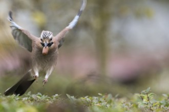 A jay (Garrulus glandarius) in flight with an acorn in its beak, frontal view, Hesse, Germany