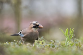 A jay (Garrulus glandarius) in grass with an acorn in its beak. The surrounding area appears calm