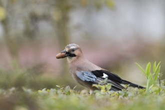 A jay (Garrulus glandarius) in grass with an acorn in its beak. A peaceful, natural setting, Hesse,