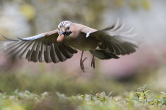 A flying jay (Garrulus glandarius) with spread wings keeps an acorn in its beak, Hesse, Germany