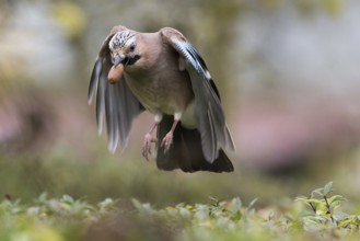 A jay (Garrulus glandarius) in flight with an acorn in its beak. He has his wings pointed