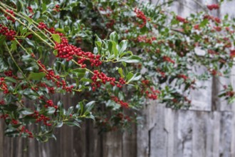 Holly (Ilex aquifolium), with red, poisonous fruits, Barken-Weseke, Münsterland, North