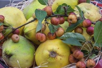 Metal bowl with quinces and ornamental apples, Münsterland, North Rhine-Westphalia, Germany
