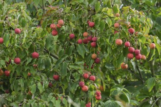 Strawberry tree (Arbutus), Münsterland, North Rhine-Westphalia, Germany