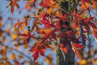 American sweet gum (Liquidambar styraciflua), also known as starfish tree, Münsterland, North