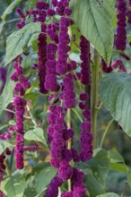 Garden foxtail (Amaranthus caudatus), inflorescence, Münsterland, North Rhine-Westphalia, Germany