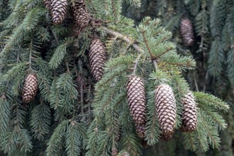 Fichtenzapfen, Münsterland, North Rhine-Westphalia, Germany