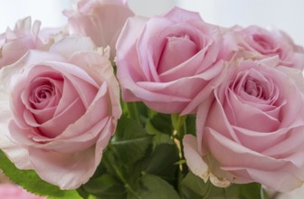 Rosafarbene Kulturrosen, Münsterland, North Rhine-Westphalia, Germany