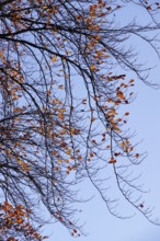 Last leaves on a beech tree in autumn against a blue sky, Germany