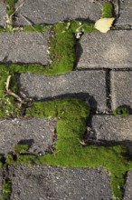 Path with paving stones and moss, autumn, Germany