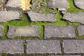 Path with paving stones and moss, autumn, Germany