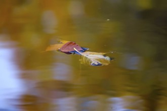 Autumn leaves in a lake, Germany
