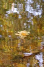 Autumn leaves in a lake, Germany