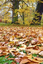 Autumn leaves in a meadow, October, Germany