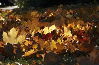 Autumn leaves in a meadow, October, Germany