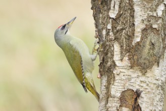 Grey woodpecker (Picus canus), male on a birch tree, wildlife, woodpeckers, nature photography,