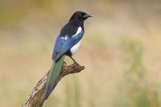 Magpie, (Pica pica) sitting on a branch with contrasting blue, black and white feathers, wildlife,