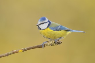 Blue tit (Parus caeruleus) sitting on a branch, wildlife, animals, birds, tit, Siegerland, North