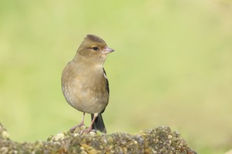 Chaffinch (Fringilla coelebs), adult female sitting on a stone in the garden, wildlife, animals,