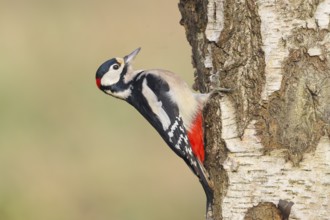 Great spotted woodpecker (Dendrocopus major) male on a birch tree, wildlife, woodpeckers, nature
