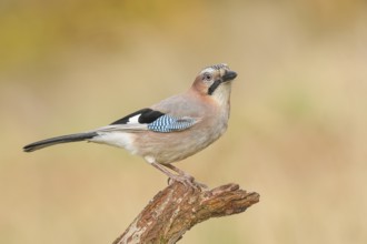 Eurasian Jay (Garrulus glandarius) sitting on a branch, wildlife, animals, birds, nature