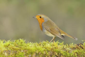 Robin (Erithacus rubecula), foraging, winter feeding, likes moss, wildlife, songbirds, animals,