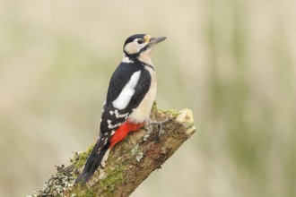 Great spotted woodpecker (Dendrocopus major), female sitting on a stump covered with moss and