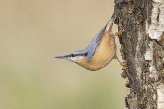 Nuthatch (Sitta europaea) hangs upside down on a birch tree, wildlife, woodpeckers, nature