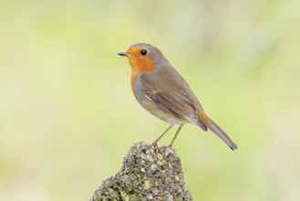 Robin (Erithacus rubecula) sitting on a stone in the garden, wildlife, animals, birds, songbird,