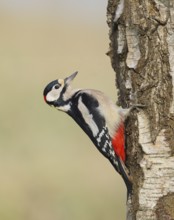 Great spotted woodpecker (Dendrocopus major) male on a birch tree, wildlife, woodpeckers, nature