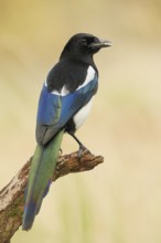 Magpie, (Pica pica) sitting on a branch with contrasting blue, black and white feathers, wildlife,