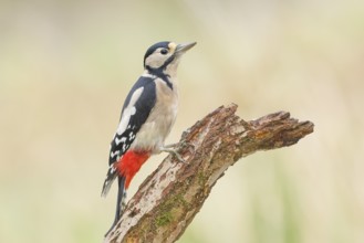 Great spotted woodpecker (Dendrocopus major), female sitting on a branch, wildlife, animals, birds,