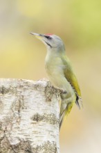 Grey woodpecker (Picus canus), male on a birch tree, wildlife, woodpeckers, nature photography,