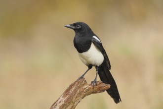 Magpie, (Pica pica) sitting on a branch with black and white feathers, wildlife, corvids, nature