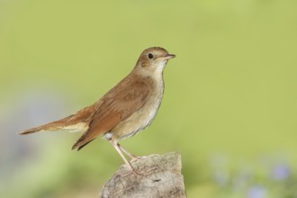 Nightingale (Luscinia megarhynchos) shoots on tree stump, wildlife, animals, birds, songbird,